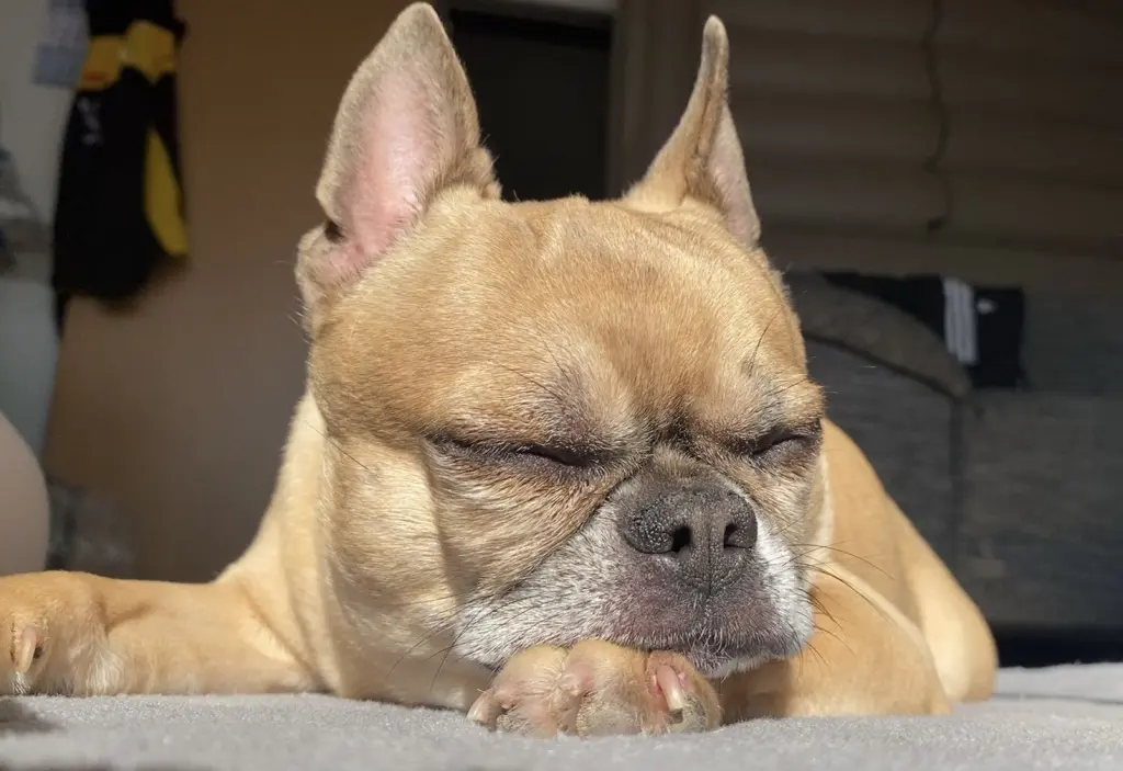 Bild von Cookie