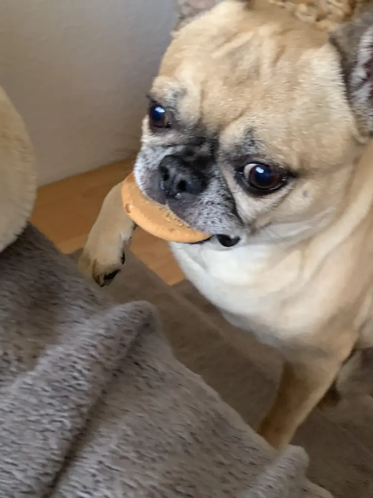 Bild von Cookie