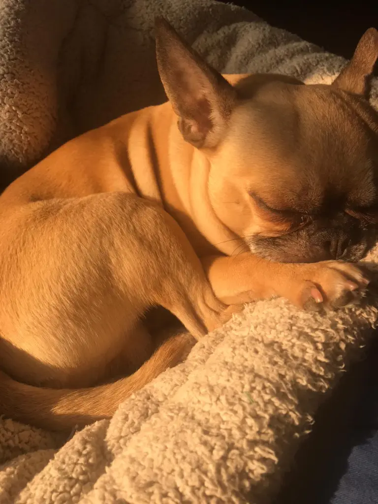 Bild von Cookie