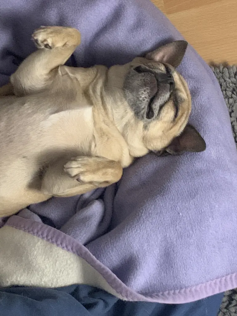 Bild von Cookie