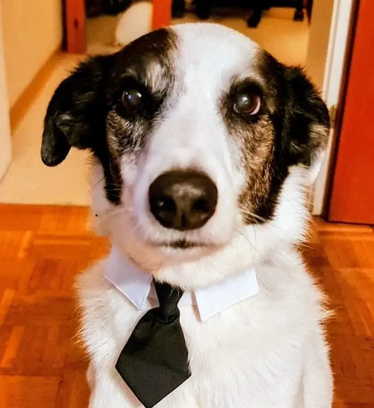 Bild von Rufo