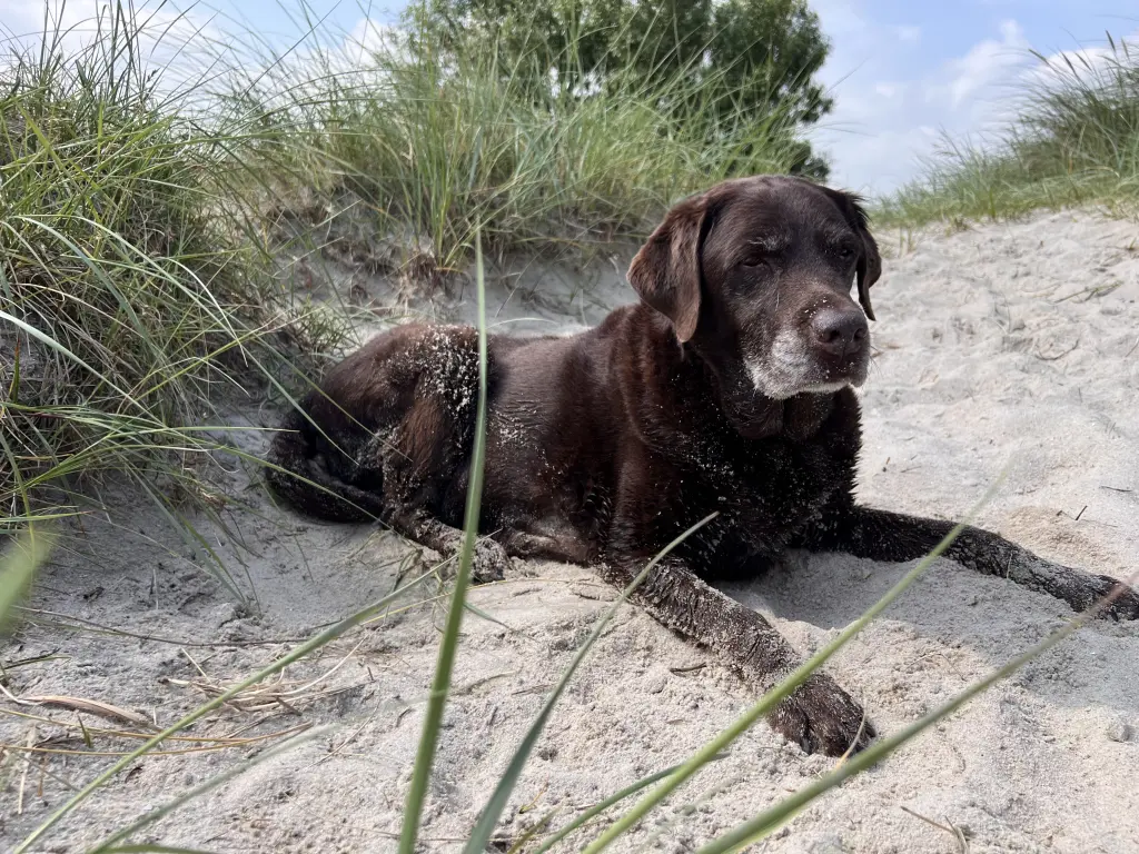 Andachtsbild von Tanja, deine Mutti