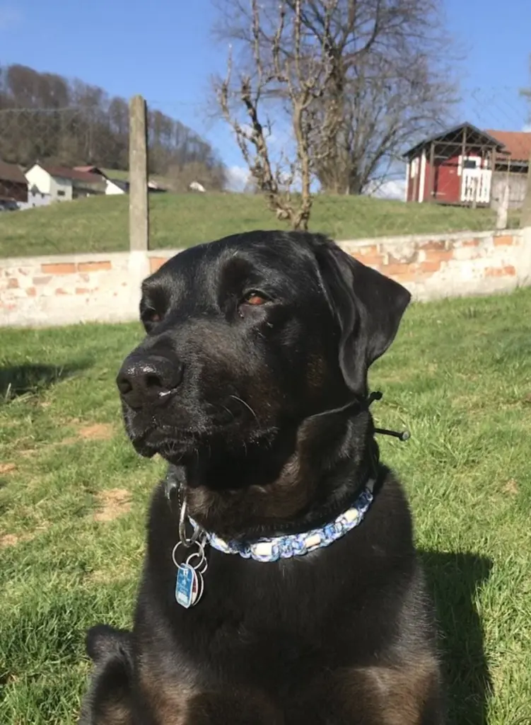 Bild von Bobby