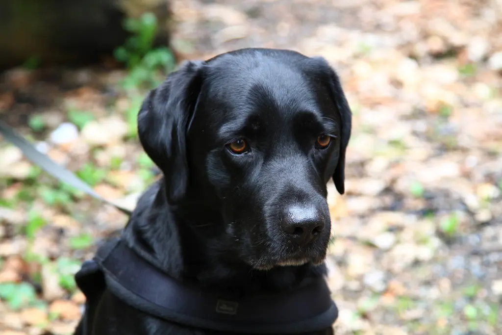 Condolence image of Henry
