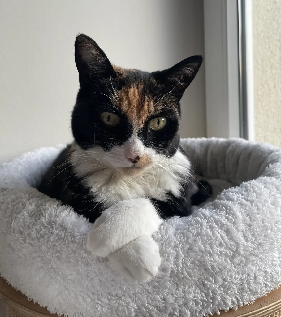 Bild von Momo