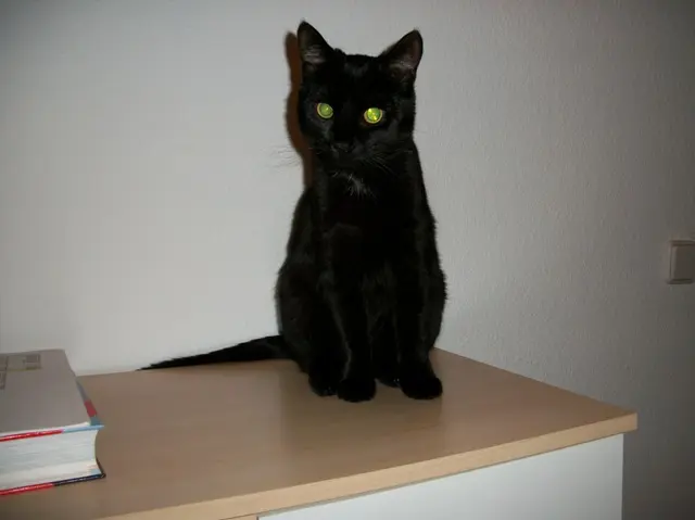 Bild von Sammy
