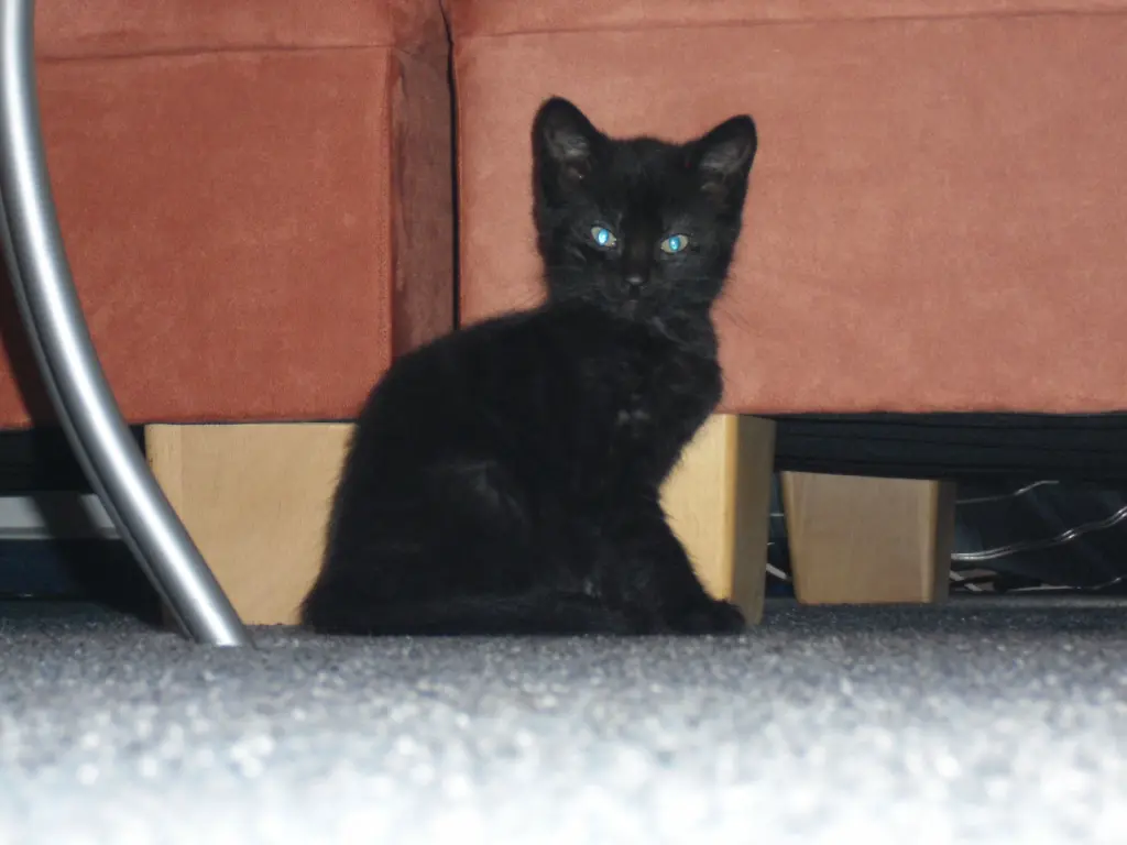 Bild von Sammy