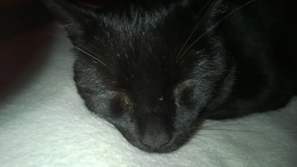 Bild von Sammy