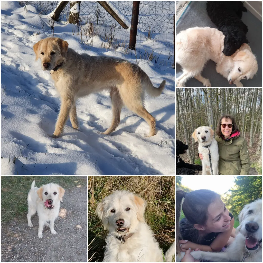 Bild von Oskar