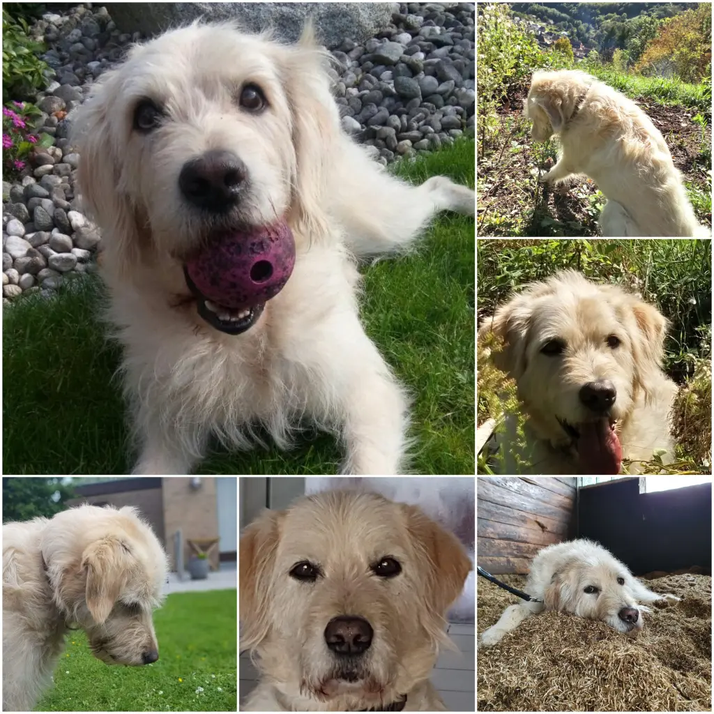 Bild von Oskar