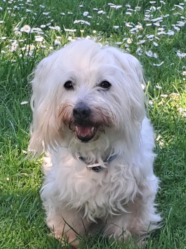 Bild von Floh