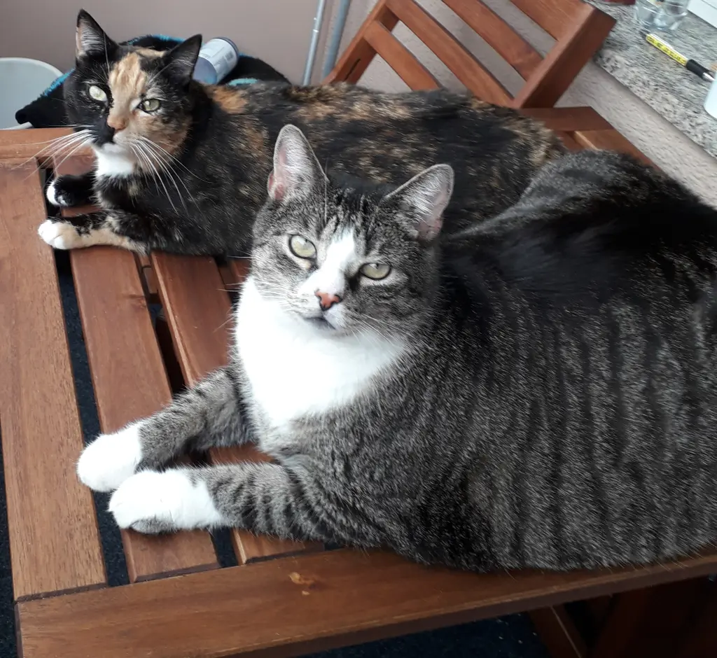 Bild von Gizmo