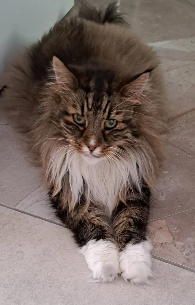 Bild von Balou