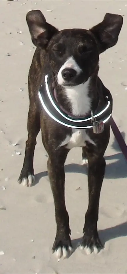 Bild von Stella