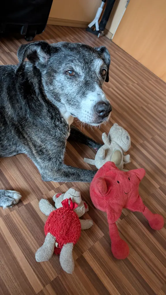 Stella sehr alt, die letzten Tage