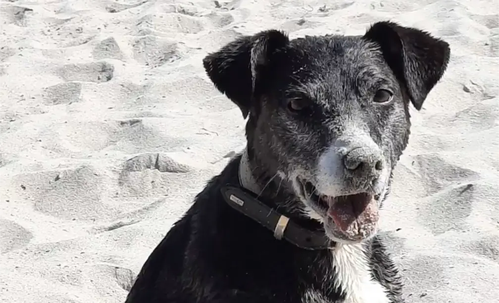 Stella paniert mit Strand-Sand