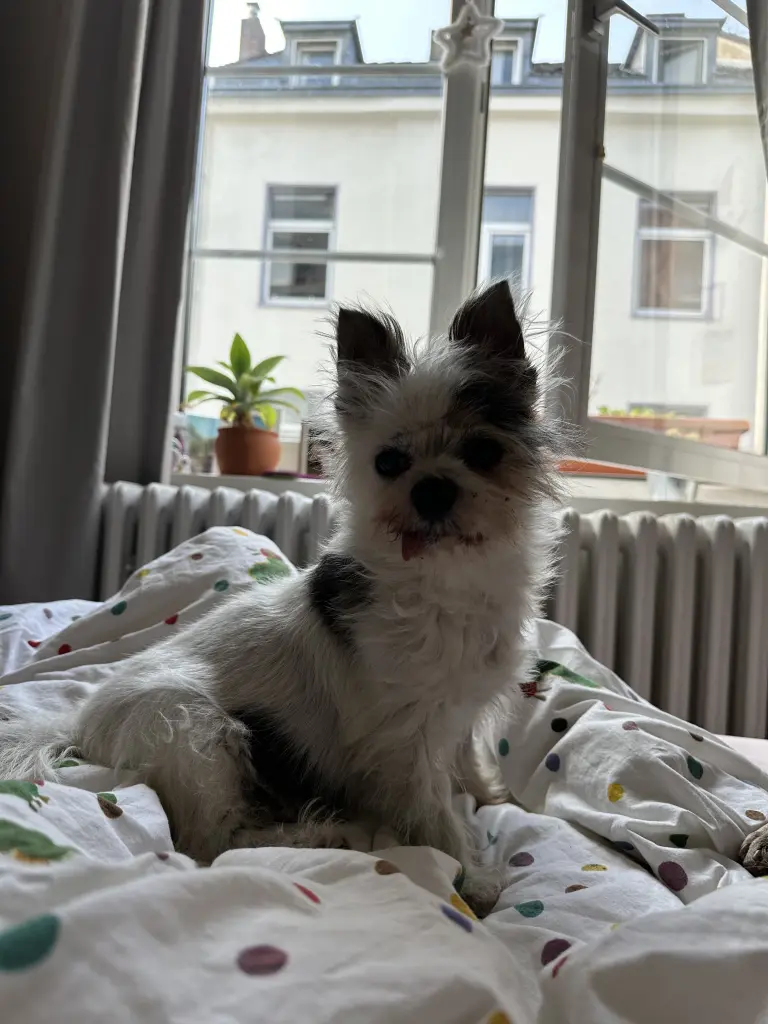 Bild von Rudi