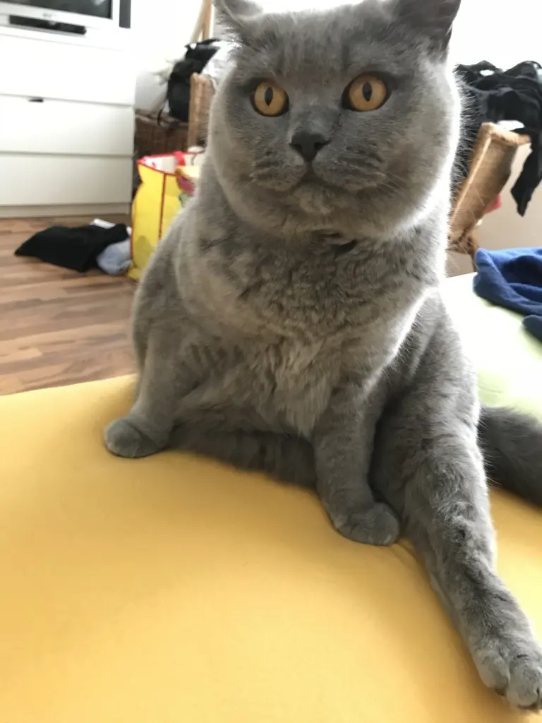 Image from Leeloo