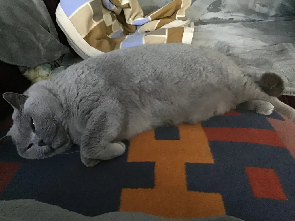 Image from Leeloo