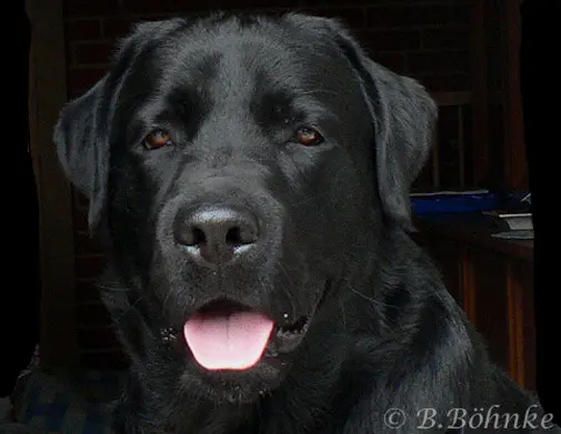 Condolence image of Birgit