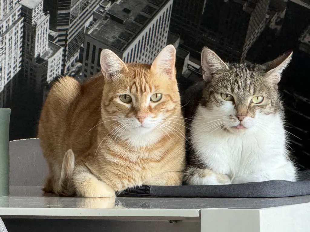 Bild von Garfield