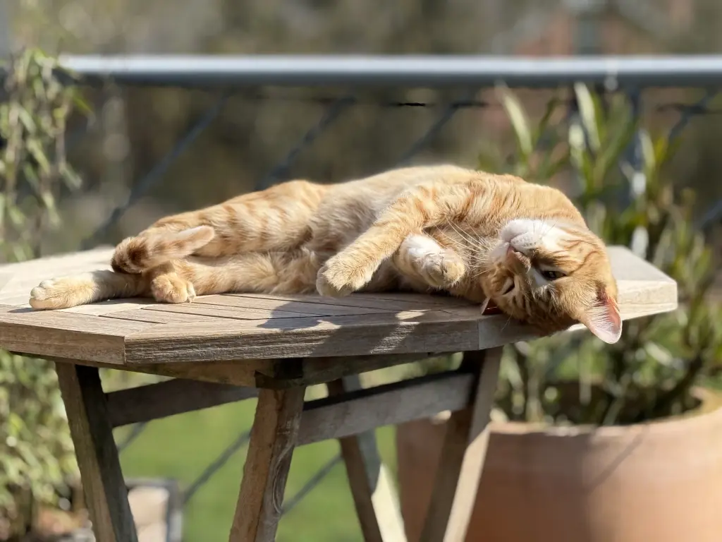 Bild von Garfield