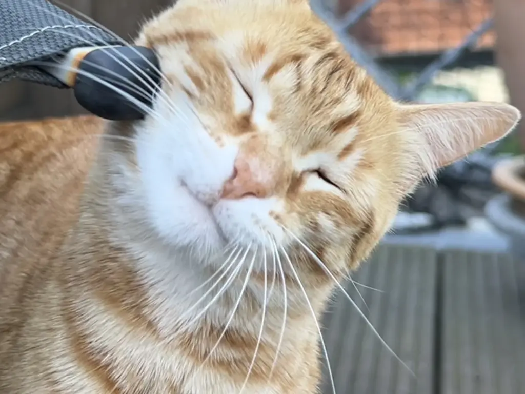 Bild von Garfield