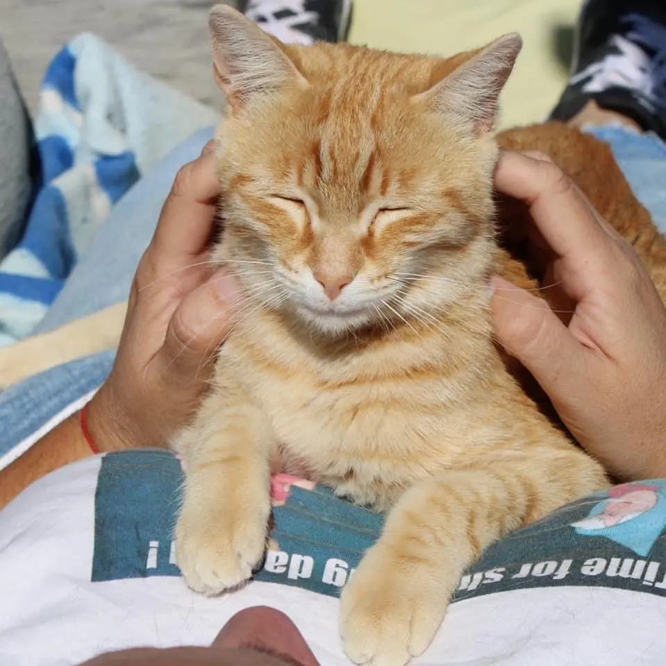 Bild von Garfield