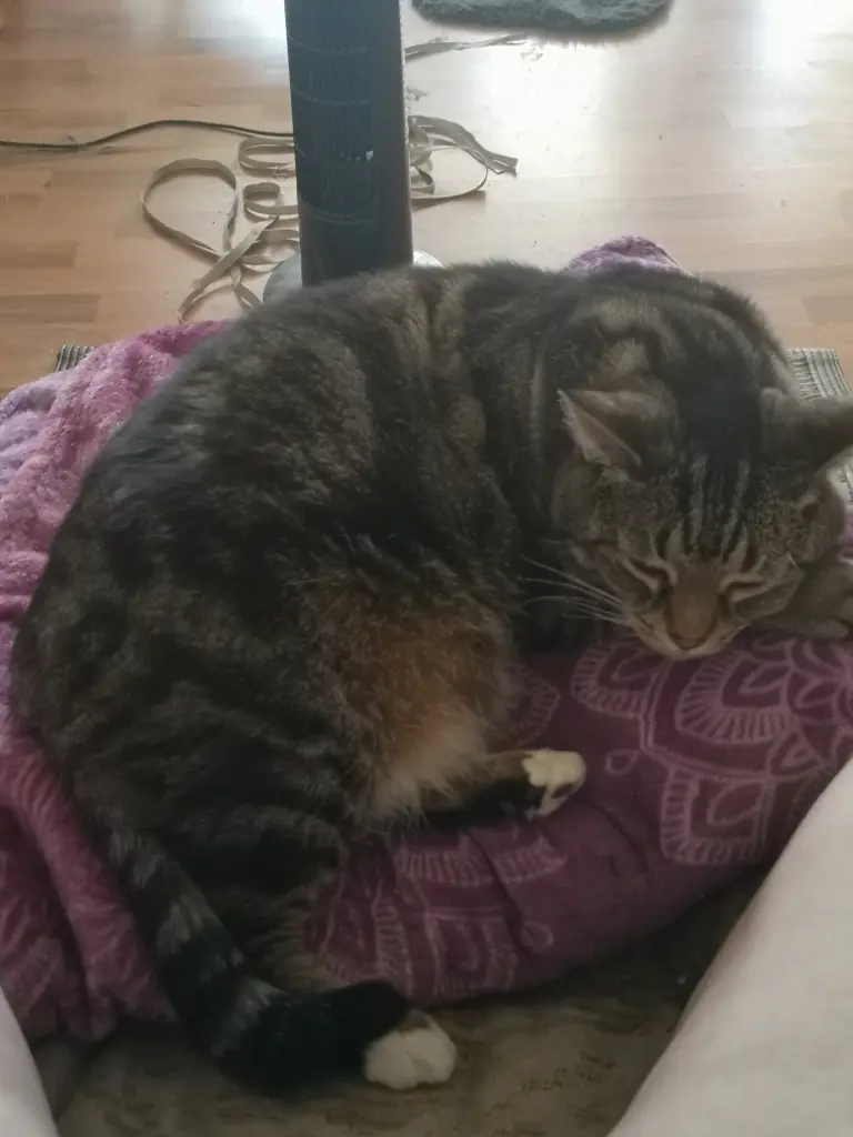 Bild von Shiva
