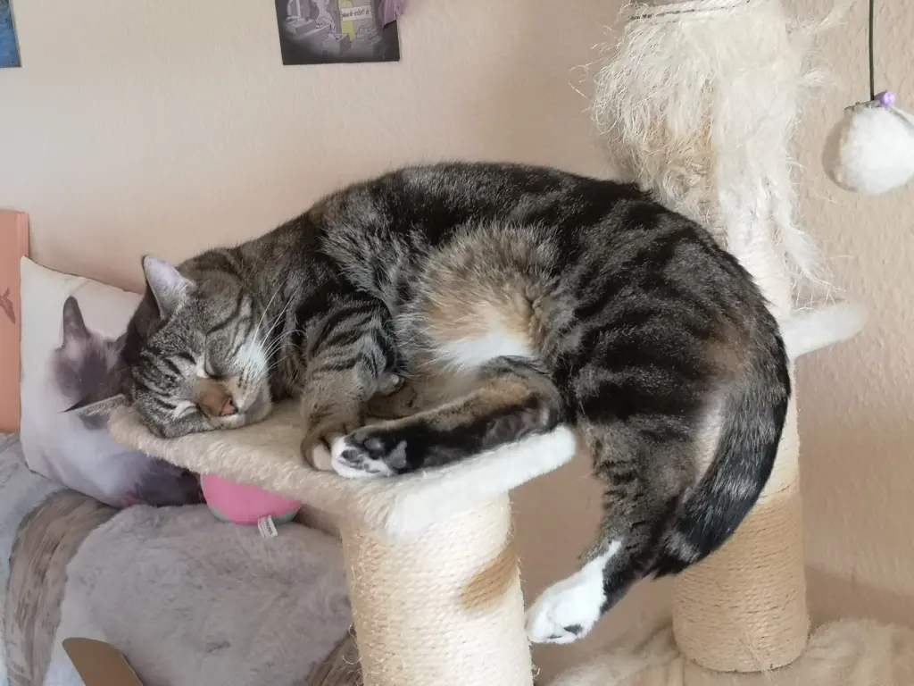 Bild von Shiva