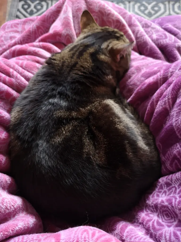 Bild von Shiva