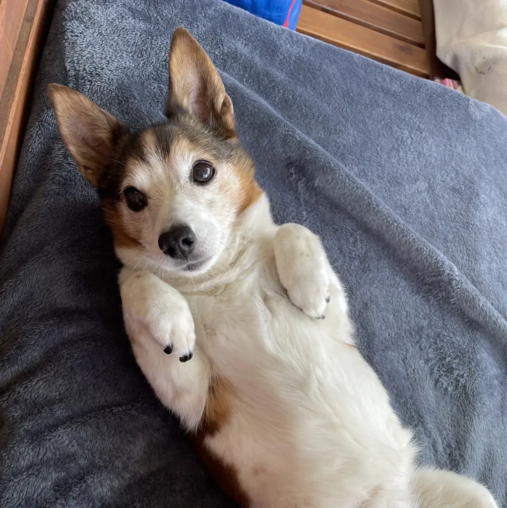 Bild von Ginga