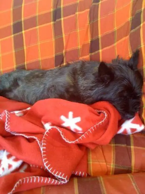 Image from Fienchen mein  Liebster Hund der Welt