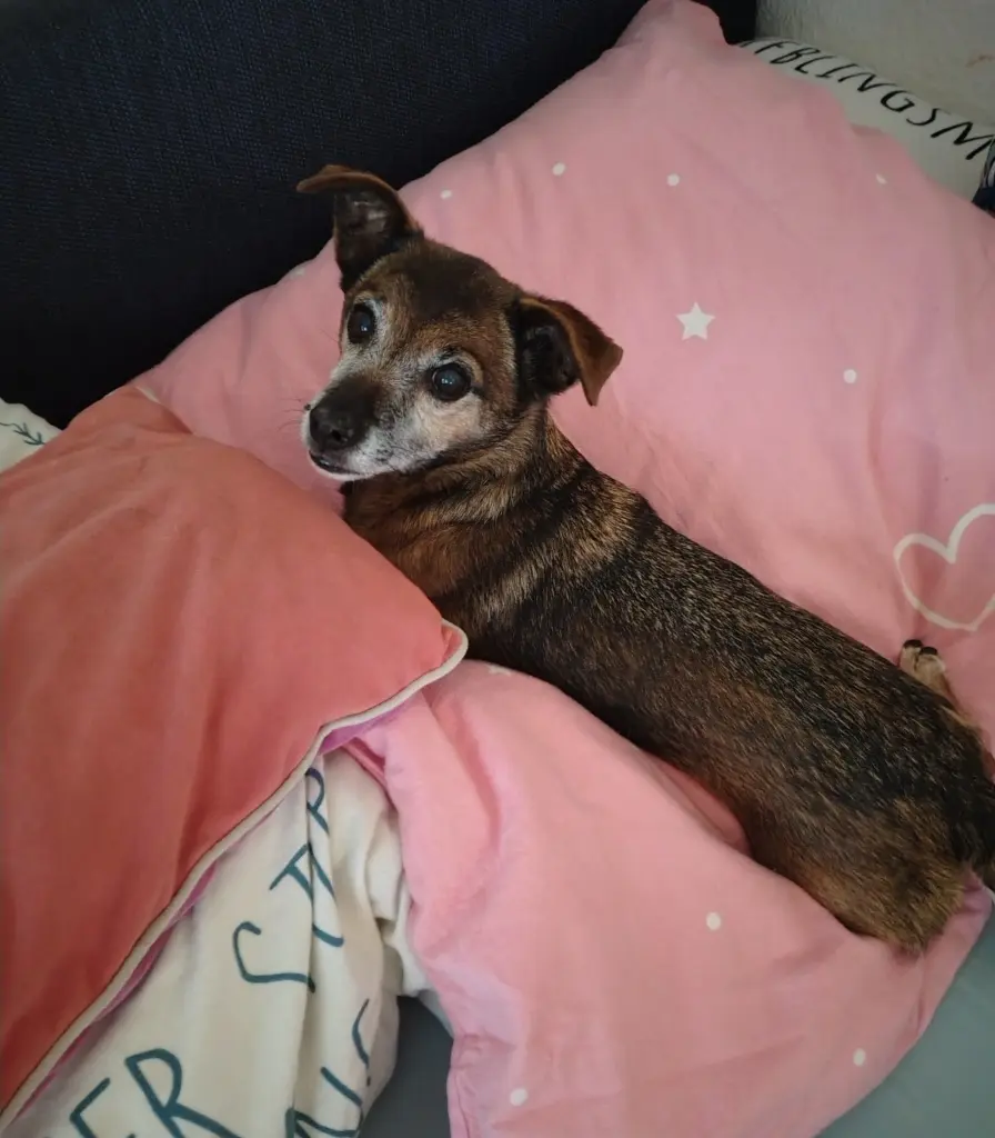 Bild von Kira