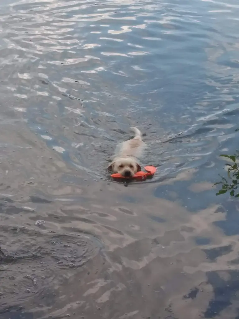 Schwimmen war dein Leben gewesen .