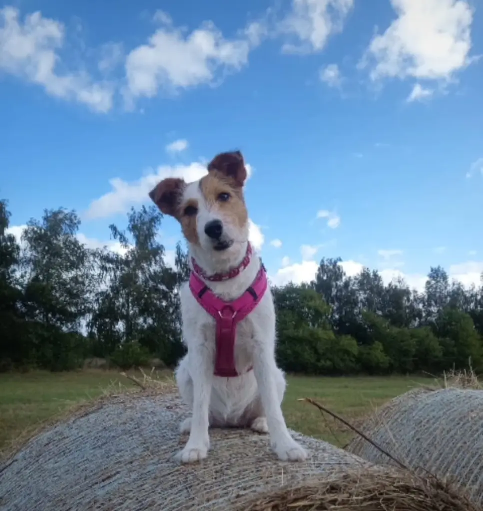 Bild von Amy