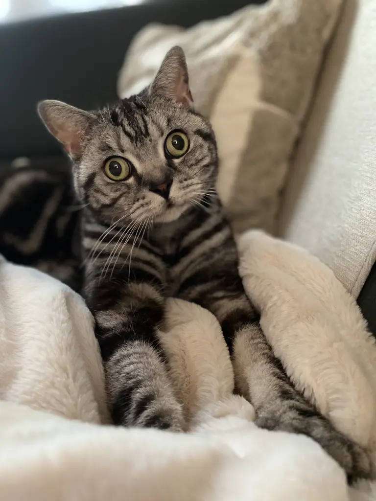Bild von Tiger