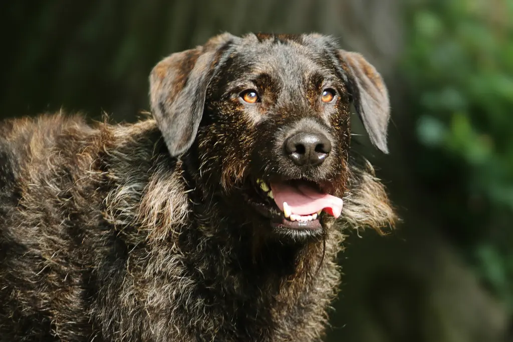 Bild von Scar