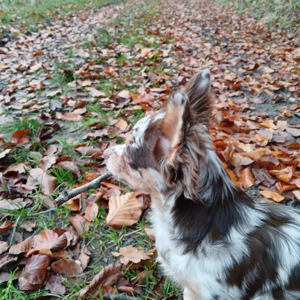 Bild von Danny-Boy