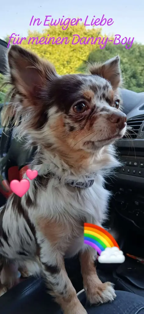 Bild von Danny-Boy