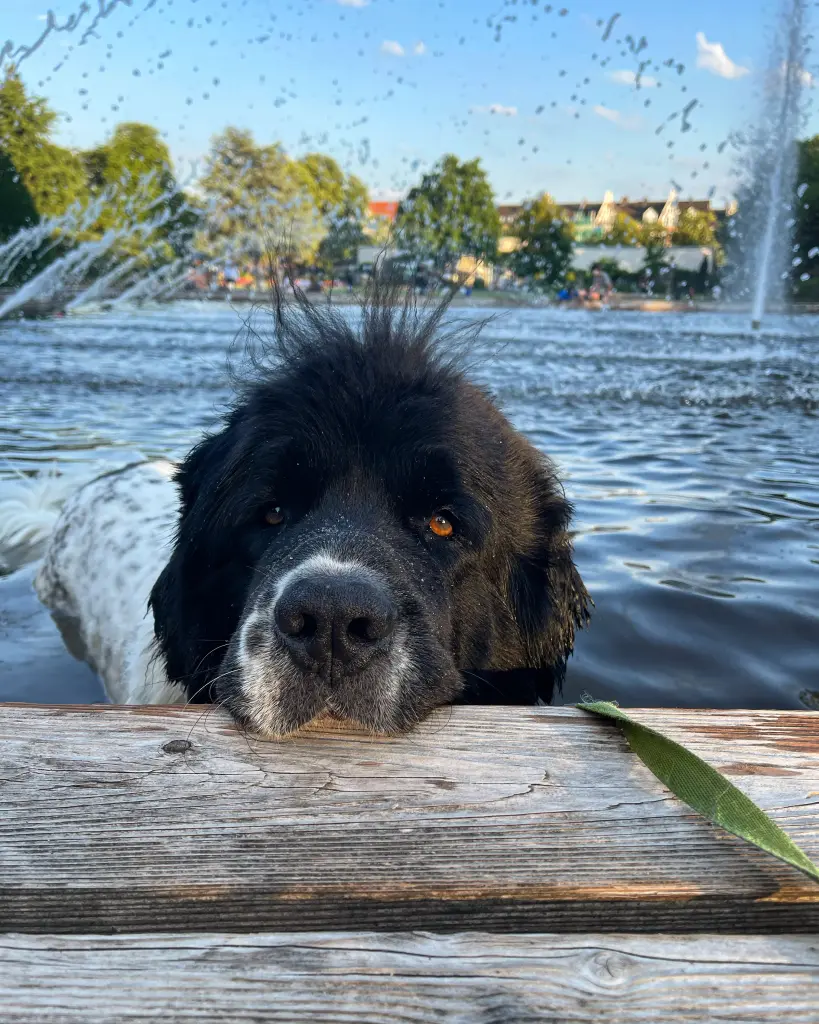Andachtsbild von Sarah Lo