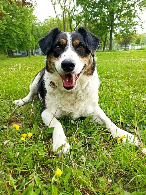 Unser Seelenhund.
