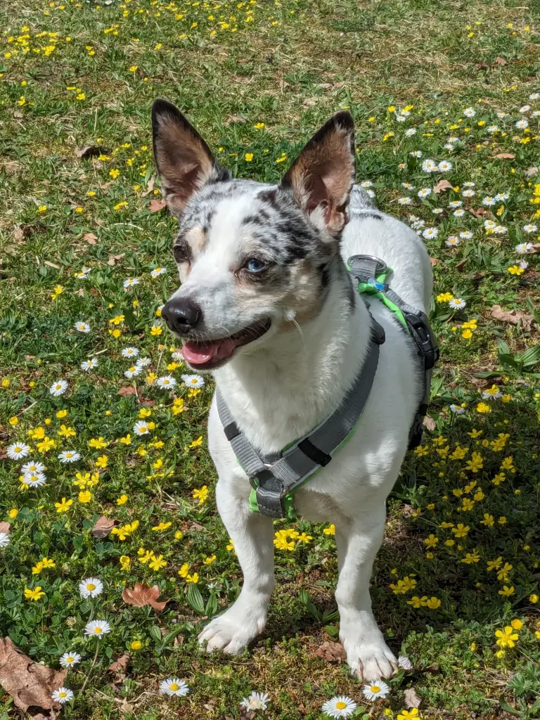 Bild von Filou