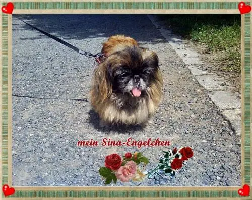 Image from meine zauberhafte Sina, mein Engelchen