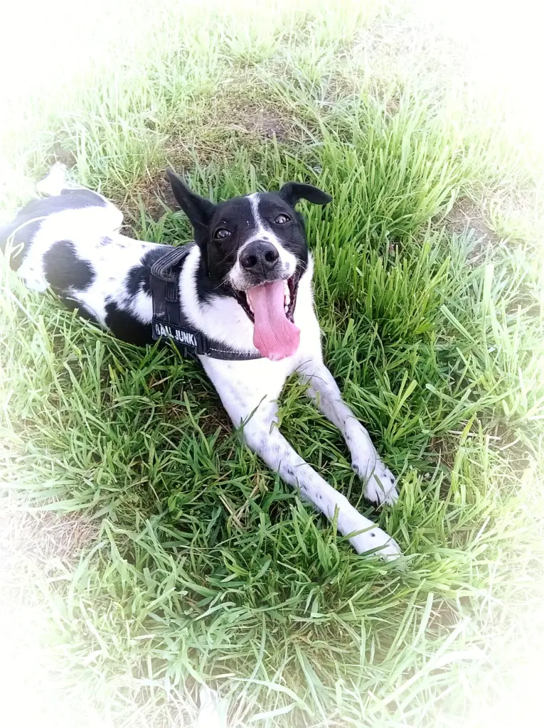 Bild von Spike