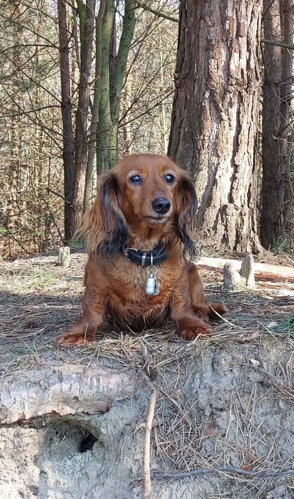 Image from Trixie