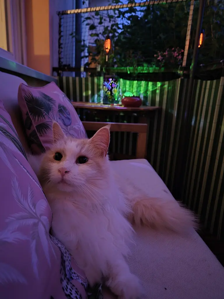 Bild von Garfield