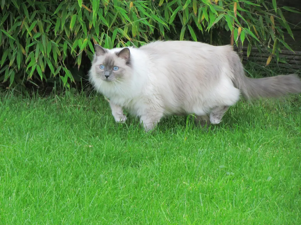 Bild von Ziva