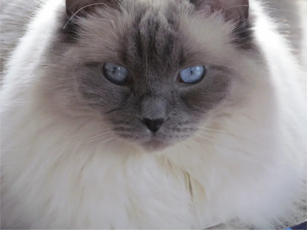 Bild von Ziva