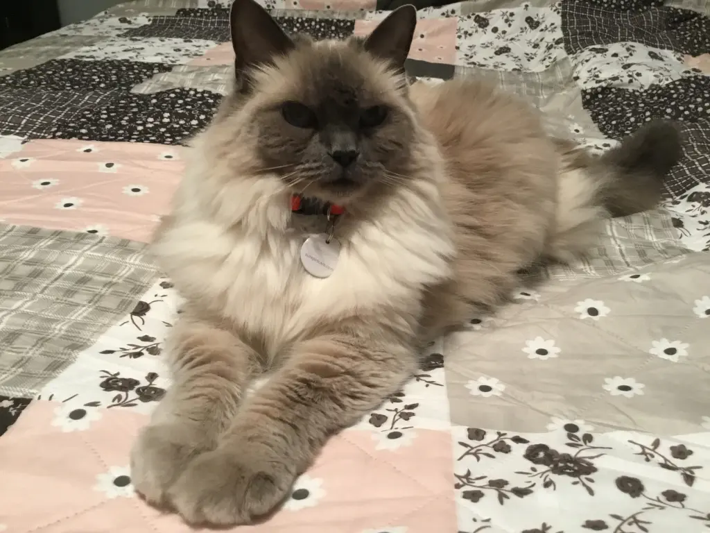 Bild von Ziva